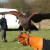 Dunchurch Park Hotel Birds of Prey - MICE UK